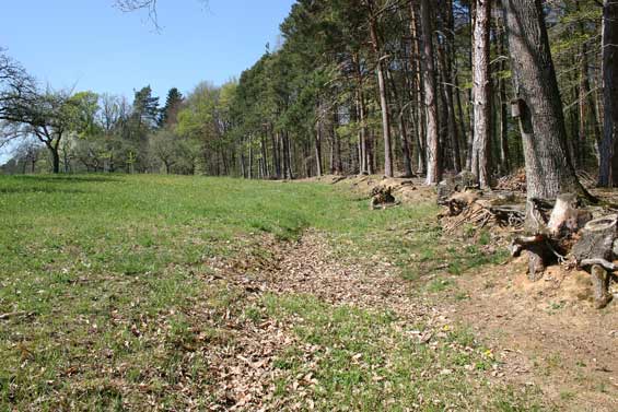 Waldrand im April