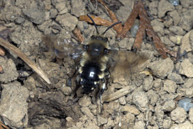Melecta albifrons Weibchen