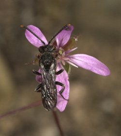 Nomada discedens M&auml;nnchen