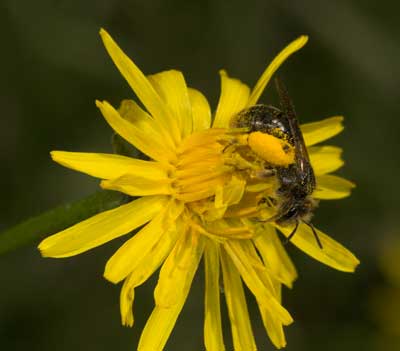 Andrena humilis sammelt Pollen an Crepis biennis