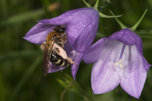 Andrena curvungula pollensammelnd an Campanula rotundifolia