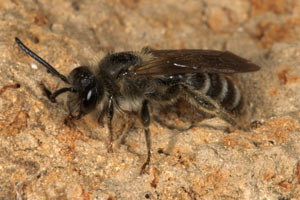 Andrena curvungula M&auml;nnchen