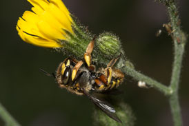 Anthidium manicatum - sekretsammelndes Weibchen