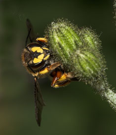 Anthidium manicatum - sekretsammelndes Weibchen