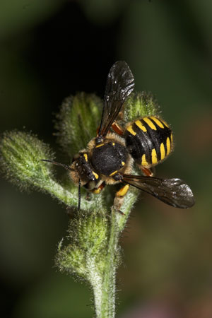 Anthidium manicatum - sekretsammelndes Weibchen