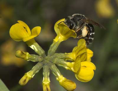 Andrena intermedia - pollensammelnd
