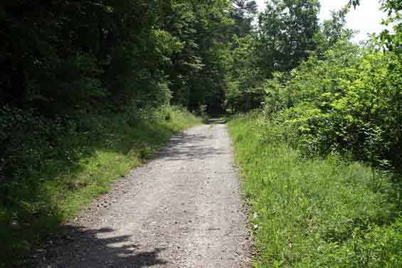 Waldrand im Rammert