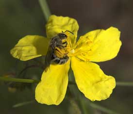 Lasioglossum prasinum - an Helianthemum pollensammelnd