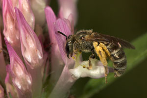 Halictus tumulorum pollensammelnd an Trifolium pratense