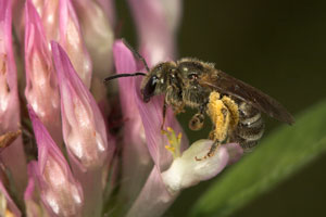 Halictus tumulorum pollensammelnd an Trifolium pratense