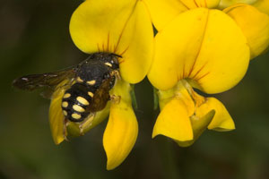 Anthidium strigatum Weibchen an Lotus