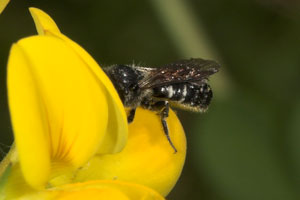 Osmia leucomelana Weibchen an Lotus