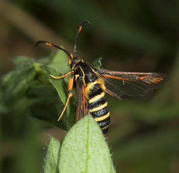 Bembecia ichneumoniformis - Hornklee-Glasfl&uuml;gler