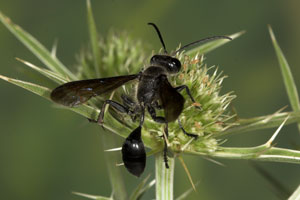 Isodontia mexicana Weibchen dorsale Ansichtl