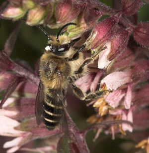 Melitta tricincta M&auml;nnchen beim Nektartrinken