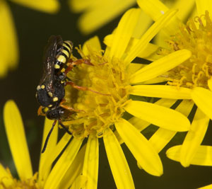 Nomada flavopicta Weibchen auf Senecio jacobaea