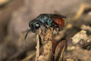 Hedychridium roseum lauert am Nest von Astata boops