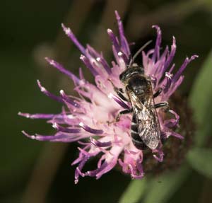 Lasioglossum leucozonium M&auml;nnchen