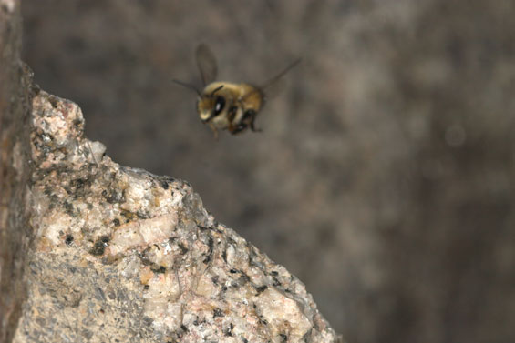 Megachile parietina - M�nnchen im Flug