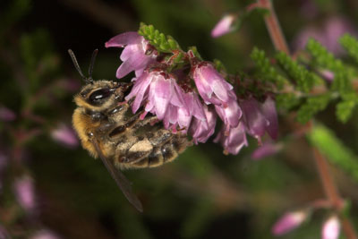 Odontites vulgaris