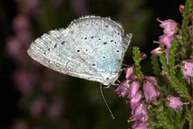 Celastrina argiolus Celastrina argiolus