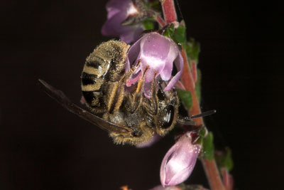 Lasioglossum prasinum Weibchen an Calluna vulgaris