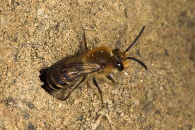 Colletes hederae - schl�pfendes M�nnchen