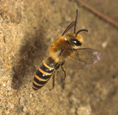 Colletes hederae - M�nnchen im Flug