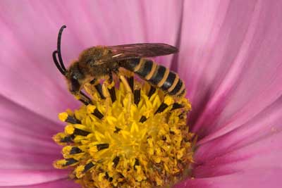 Halictus scabiosae M�nnchen