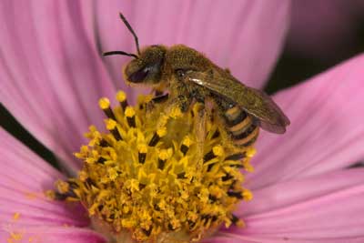 Halictus scabiosae Weibchen