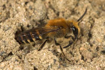 Colletes hederae - M�nnchen an Mentha piperita