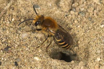 Colletes hederae - M�nnchen im Flug