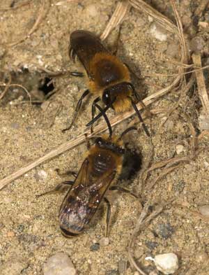 Colletes hederae - zwei M�nnchen vor dem Nest