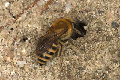 Halictus scabiosae M�nnchen