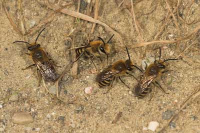 Colletes hederae - M&auml;nnchen am Nistplatz