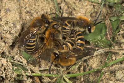 Colletes hederae - M&auml;nnchen mit kopulierendem P&auml;rchen