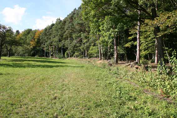 Waldrand Ende September