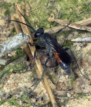 Wegwespe Arachnospila anceps - Weibchen