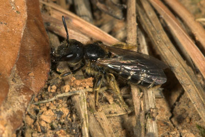 Halictus maculatus, sich am Waldrand sonnend
