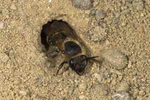 Colletes hederae - abgeflogenes Weibchen
