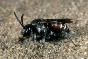 Ammobates punctatus M&auml;nnchen