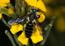Andrena agilissima Männchen