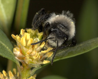 Andrena cineraria Weibchen an Buchs