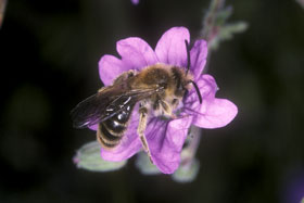 Andrena curvungula M&auml;nnchen an Geranium pyrenaicum