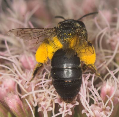 Andrena flavipes an Wasserdost