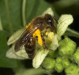 Andrena florea Weibchen an Bryonia dioica