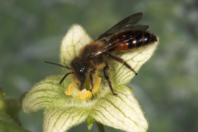 Andrena florea M&auml;nnchen