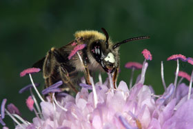Andrena hattorfiana M&auml;nnchen