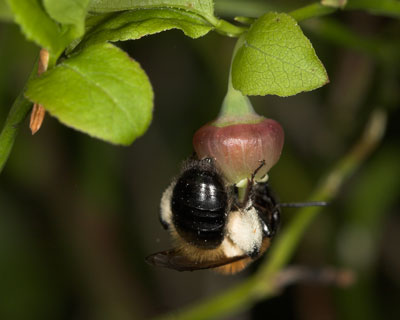 Andrena lapponica an Vaccinium myrtillus