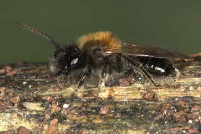 Andrena lapponica M�nnchen